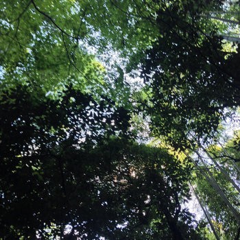 Forests: A Lifetime