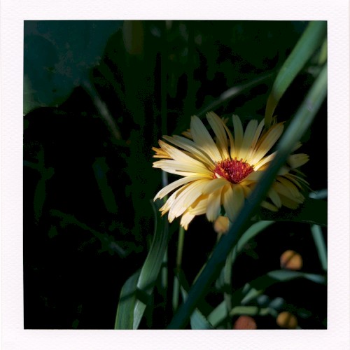 The Scent of Hope