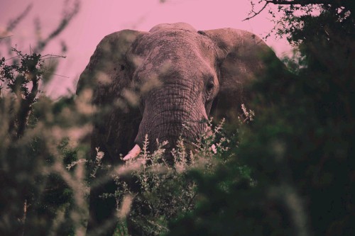 Loxodonta