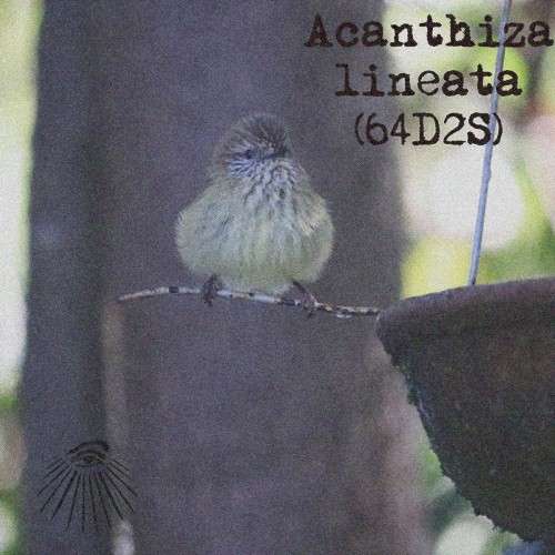 Acanthiza lineata
