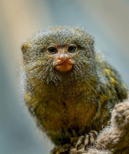 Marmoset