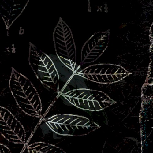 dendron