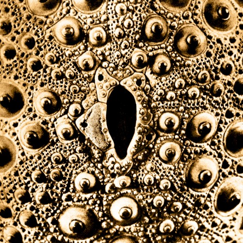 SOL. Live at Transmissions Waves