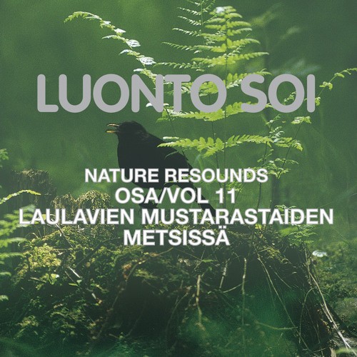 Nature Resounds vol 11 - The Song of the Blackbird Resounds Through the Woods
