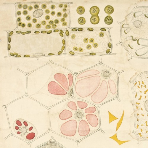 Plant Cell
