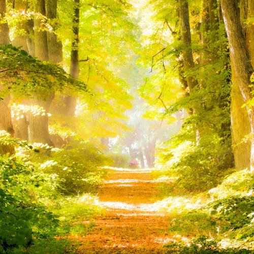 Walking in the Forest