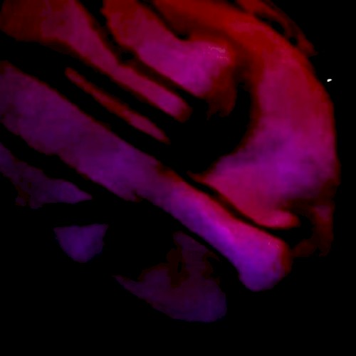 The Gulping Dark