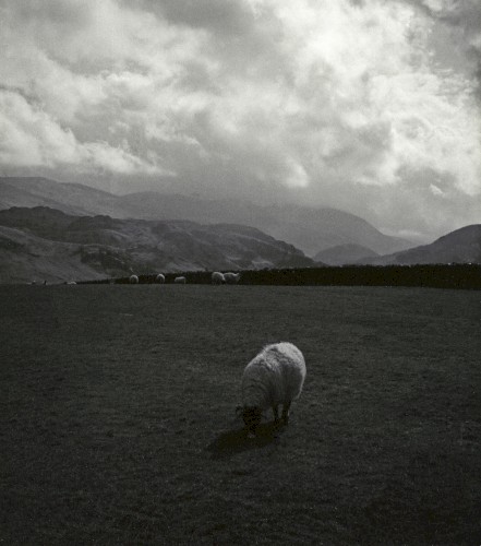 Ruminant