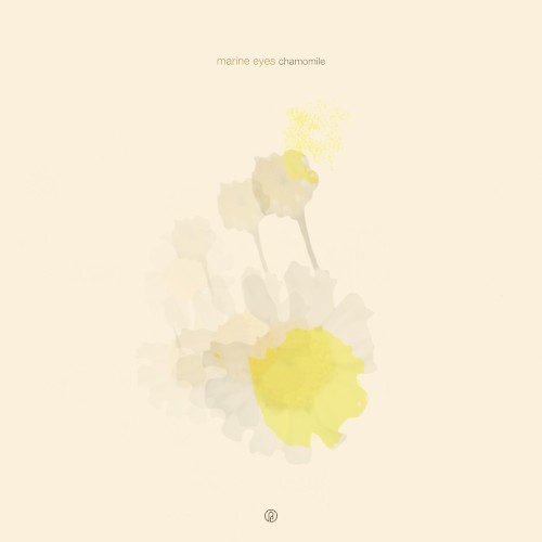 chamomile