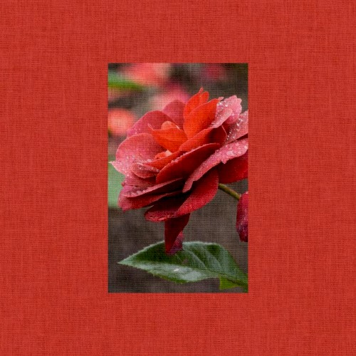 rosa
