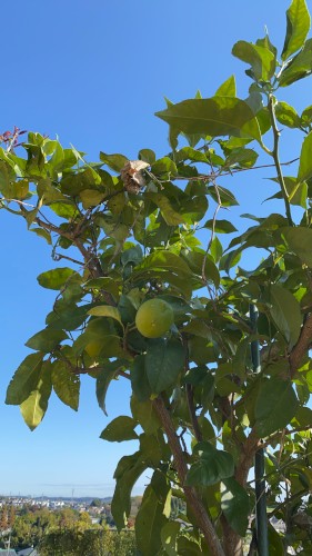 ?lemon