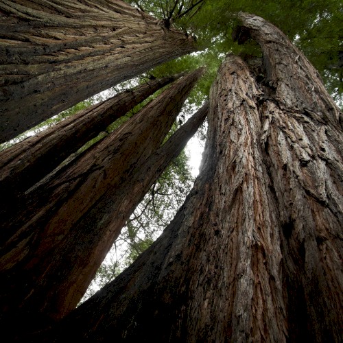 Echoes of the Wood: Branch VIII