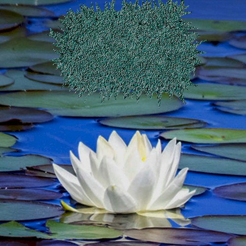 Nupharia