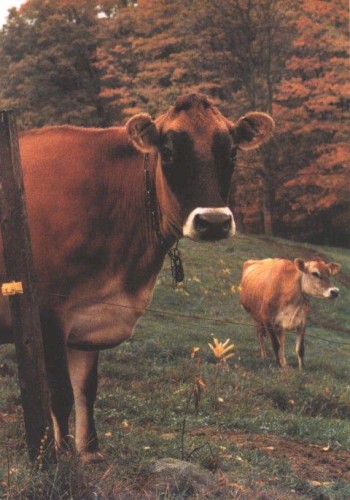 Cows Will Eat the Weeds