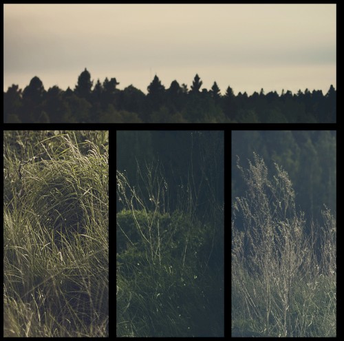 Among the Trees