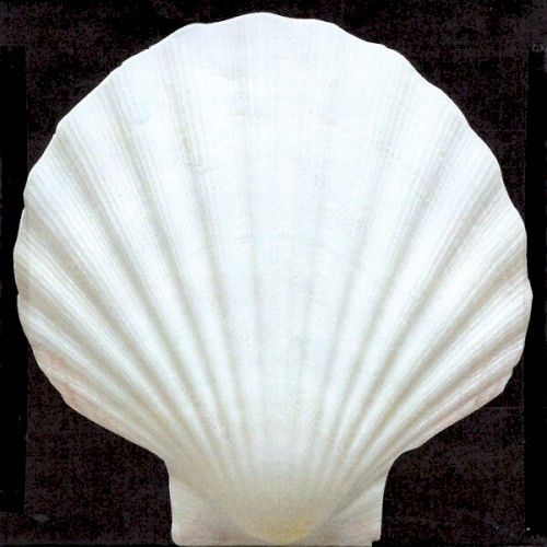 L'amante Infelice