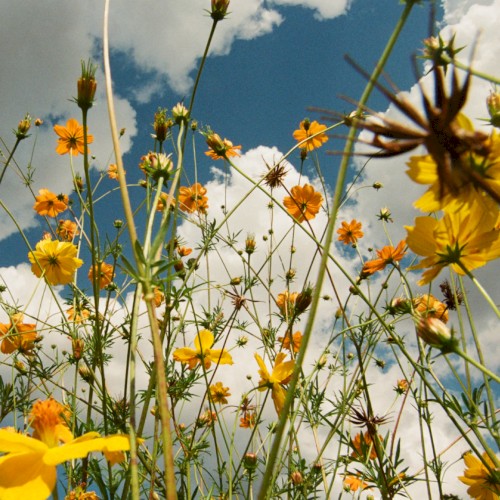 You Are Spring!