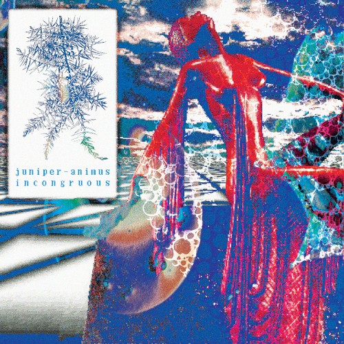 juniper-animus incongruous