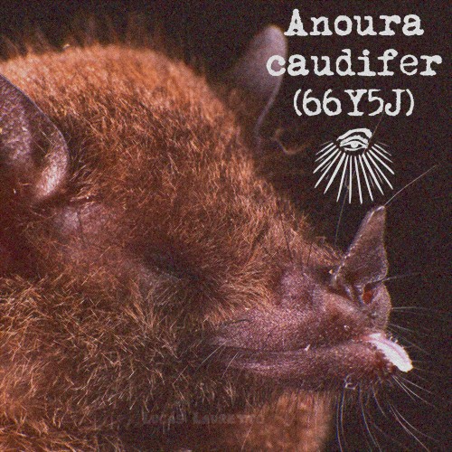 Anoura caudifer