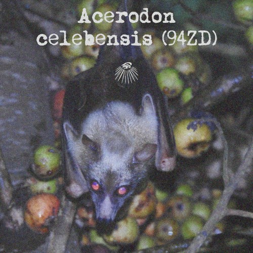Acerodon celebensis