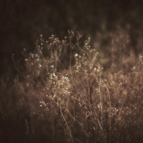 Shimmer & Shade
