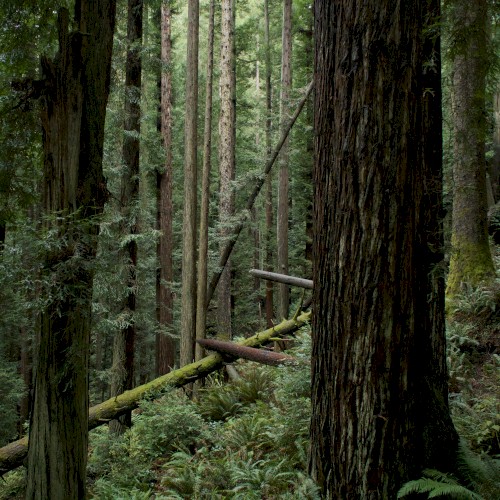 Echoes of the Wood: Branch X