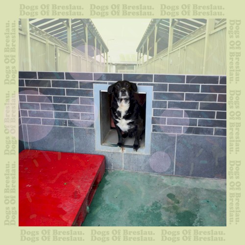 Dogs of Breslau