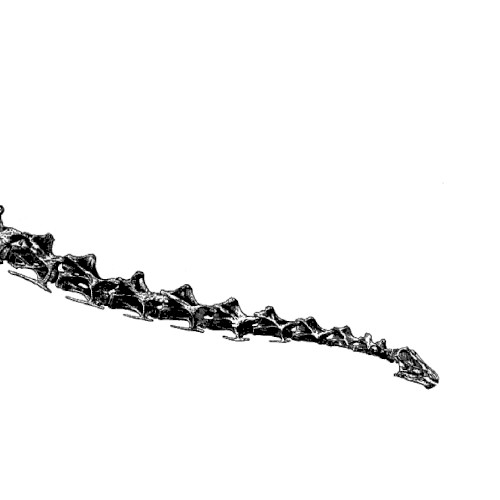 Diplodocus