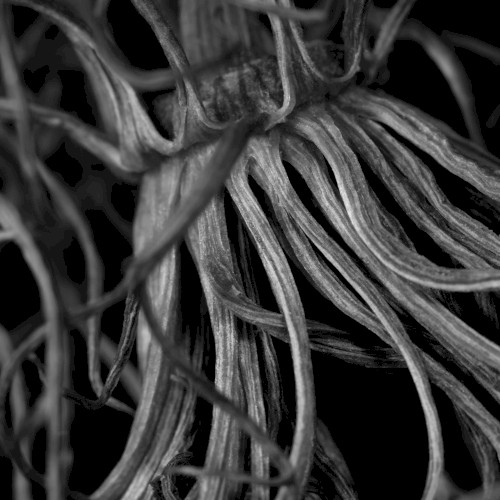 DETT