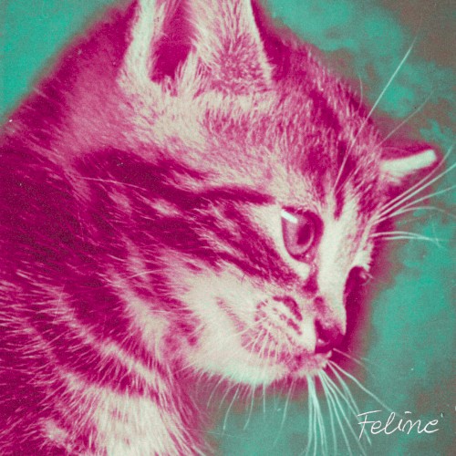 Feline