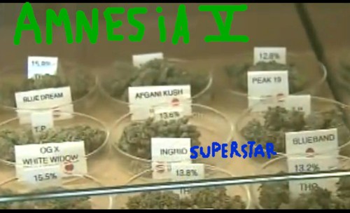 amnesia the fifth