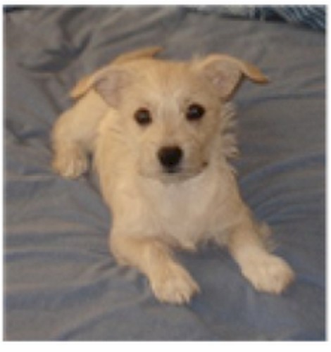 Spyders dog.jpg