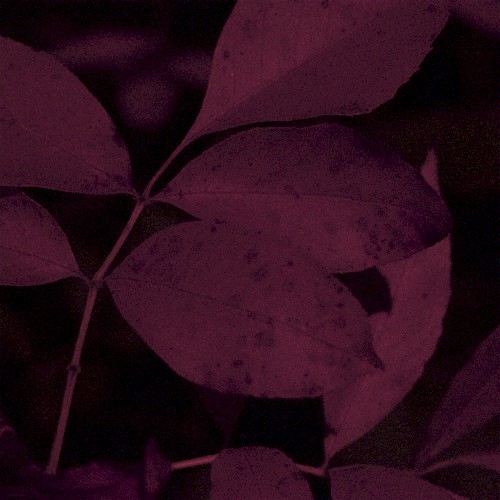 Distant Dreams
