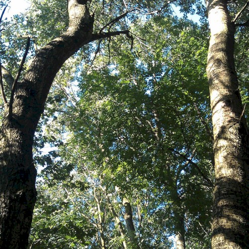Cybernetic Forest, Act 2
