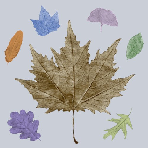 Fallen leaves