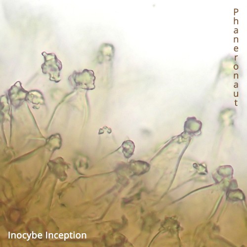 Inocybe Inception