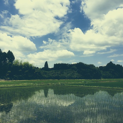 YACHIMATA 4