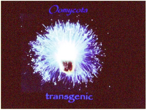 Transgenic