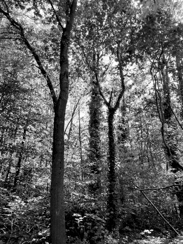 Rain Falls on Burnt Earth Wood