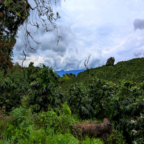 Quindío, Vol. 1