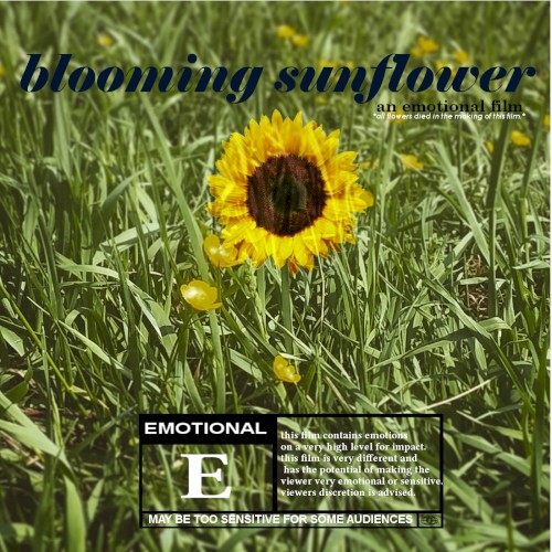 Blooming Sunflower