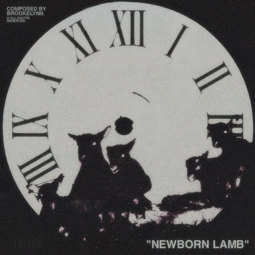 Newborn Lamb