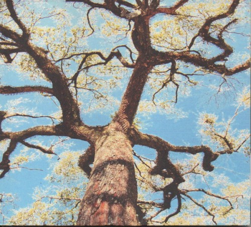 A Storm - A Tree - My Mother's Head