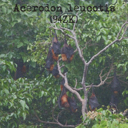 Acerodon leucotis