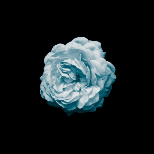 Abloom