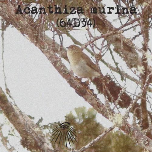 Acanthiza murina