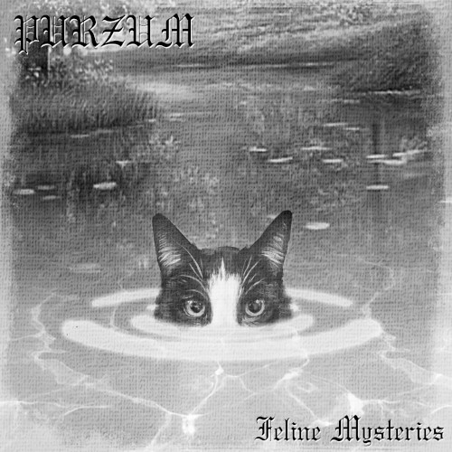 Feline Mysteries