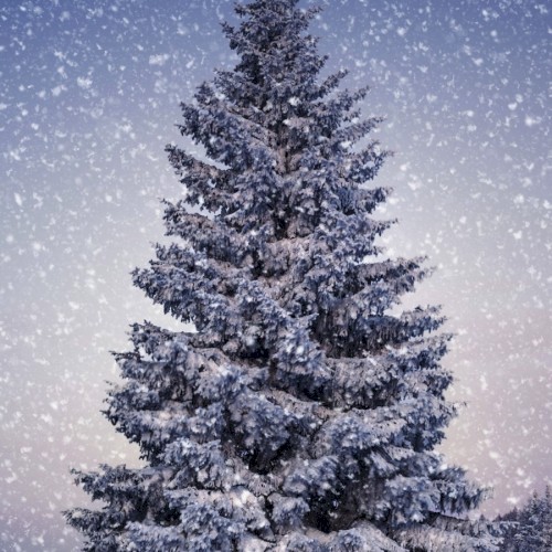 Wally Jolly Christmas