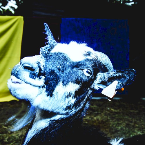 Day Trip to the Petting Zoo