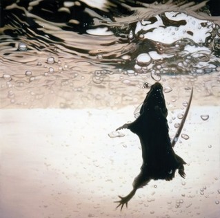 Swimmer